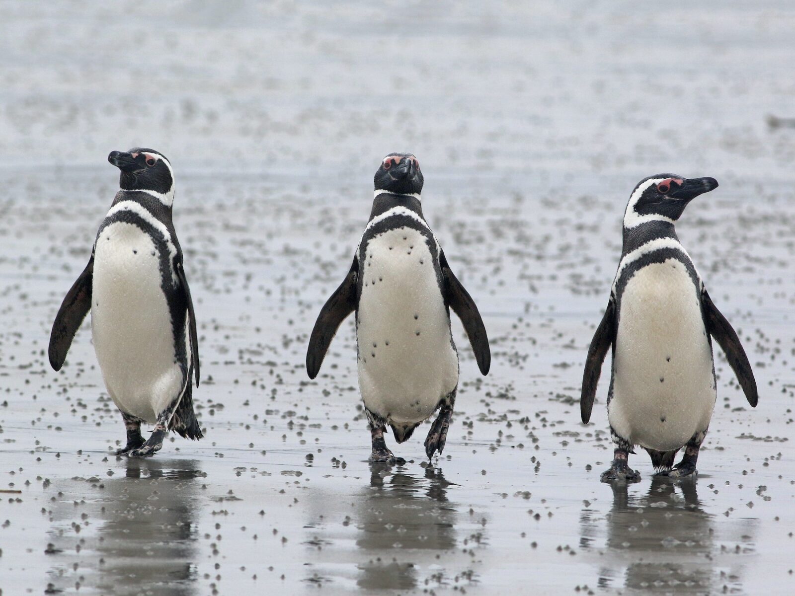 Confirman La Presencia De Microplásticos En Pingüinos De Magallanes Cambian El Mundo Revista